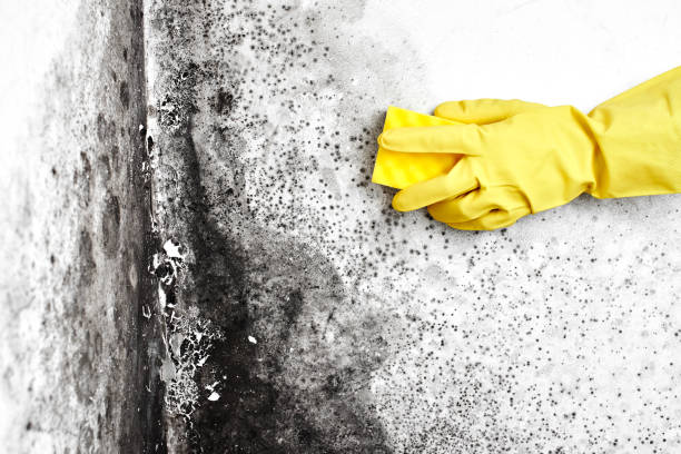 Best Toxic Mold Removal  in North Key Largo, FL