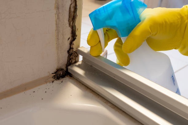 Best Residential Mold Removal  in North Key Largo, FL